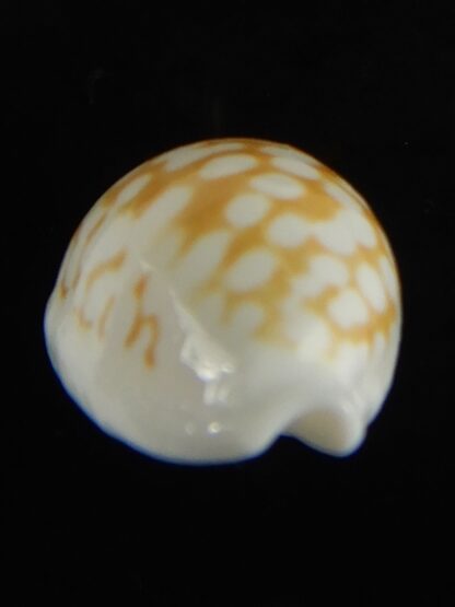 Cribrarula cribraria zadela 20,80 mm Gem-61209