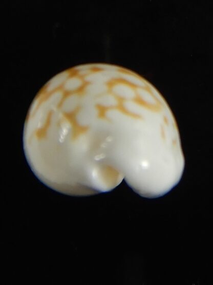 Cribrarula cribraria zadela 20,80 mm Gem-61208