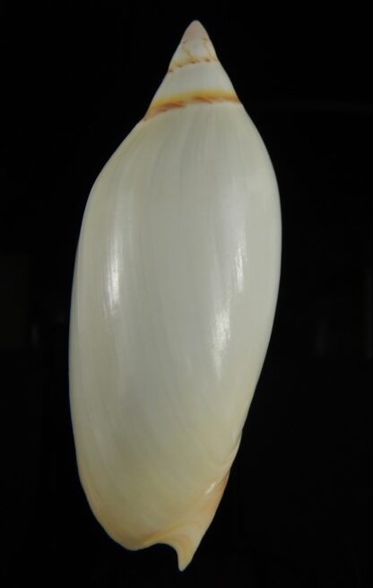 Amoria grayi 112.61 mm F+++/Gem-61483