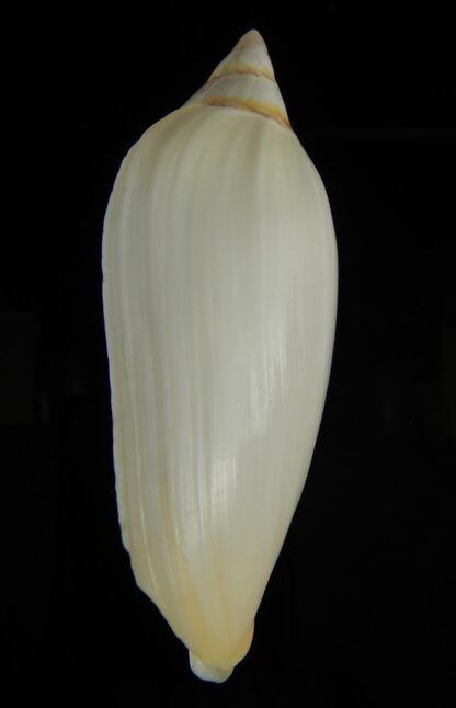 Amoria grayi 112.61 mm F+++/Gem-61484
