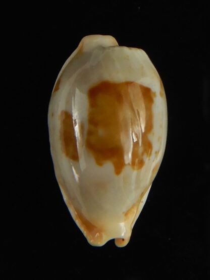 Bistolida stolida lorrainae 20.96 mm Gem-61618