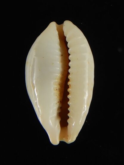 Bistolida stolida lorrainae 20.96 mm Gem-61621