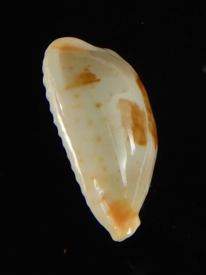 Bistolida stolida lorrainae 20.96 mm Gem-61617