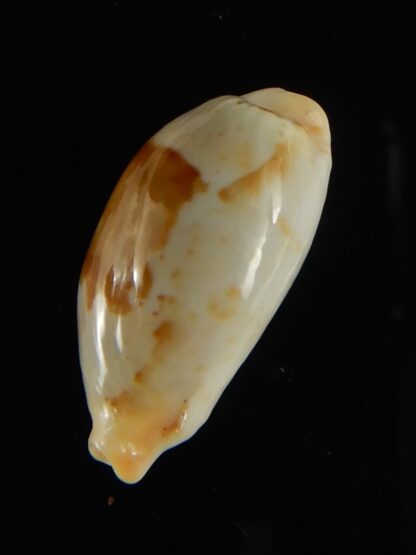 Bistolida stolida lorrainae 20.96 mm Gem-61622