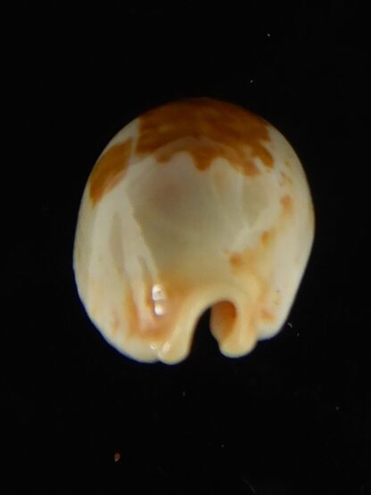 Bistolida stolida lorrainae 20.96 mm Gem-61619