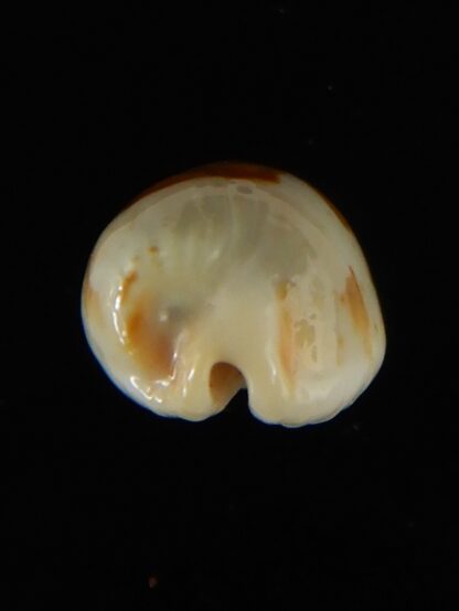 Bistolida stolida lorrainae 20.96 mm Gem-61620