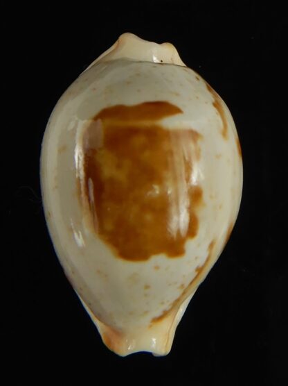 Bistolida brevidentata deceptor 26.52 mm Gem (-)-61607