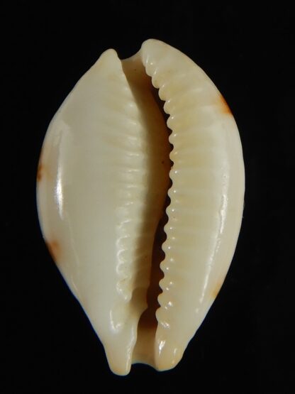 Bistolida brevidentata deceptor 26.52 mm Gem (-)-61605