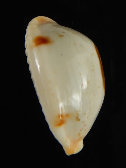 Bistolida brevidentata deceptor 26.52 mm Gem (-)-61608