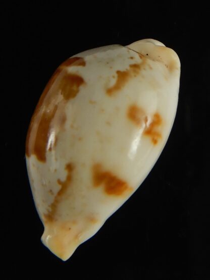 Bistolida brevidentata deceptor 26.52 mm Gem (-)-61603