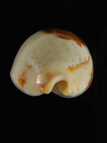 Bistolida brevidentata deceptor 26.52 mm Gem (-)-61604