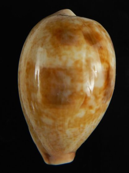 Erronea subviridis vaticina 41.24 mm Gem-61710