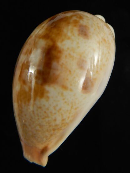 Erronea subviridis vaticina 41.24 mm Gem-61716