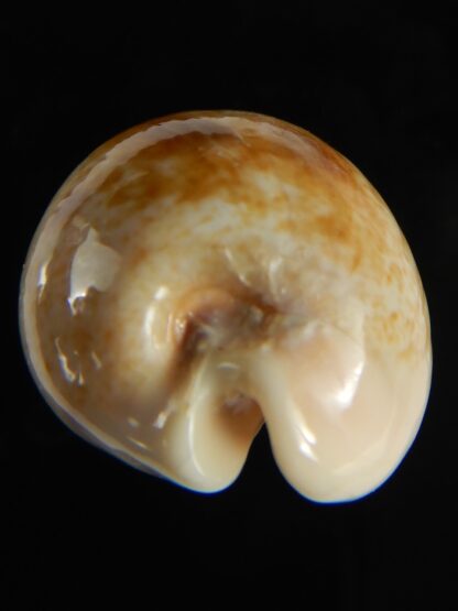 Erronea subviridis vaticina 41.24 mm Gem-61714
