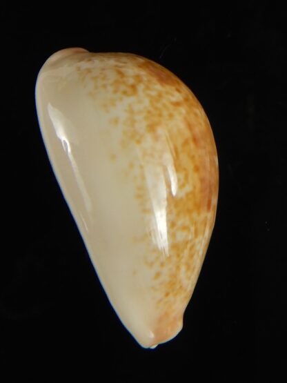 Erronea subviridis vaticina 29.45 mm Gem-61687