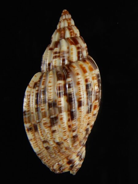 Lyria mitraeformis 44.47 mm Gem - Thelsica