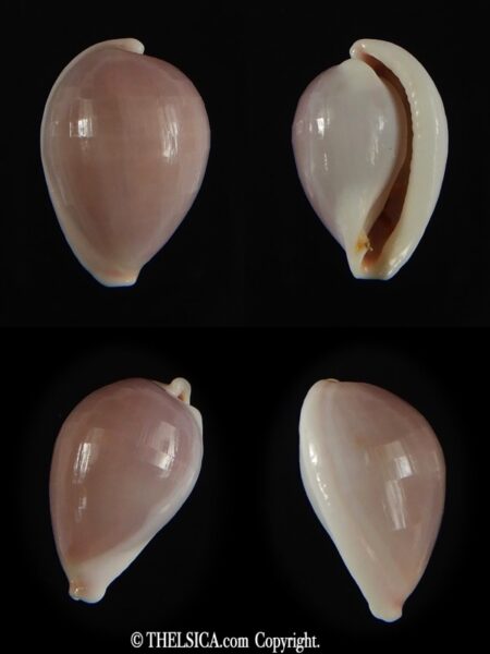 Globovula cavanaghi 14.03 mm Gem-0