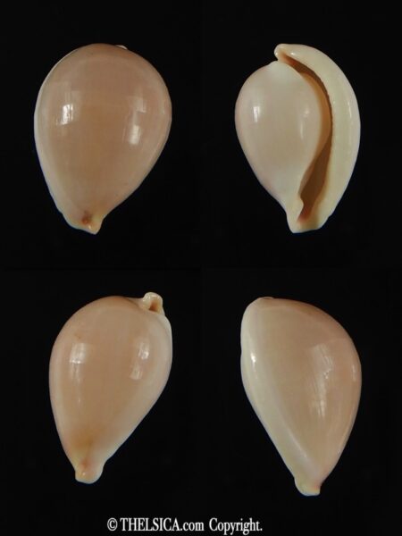 Globovula cavanaghi 14.30 mm Gem-0