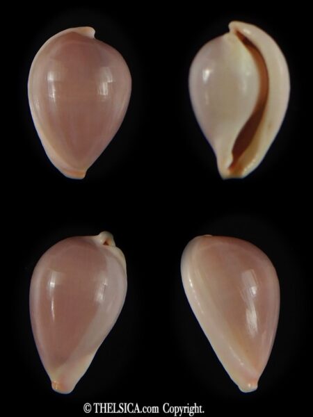 Globovula cavanaghi 14.82 mm Gem-0