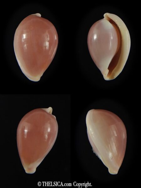Globovula cavanaghi 14.51 mm Gem-0