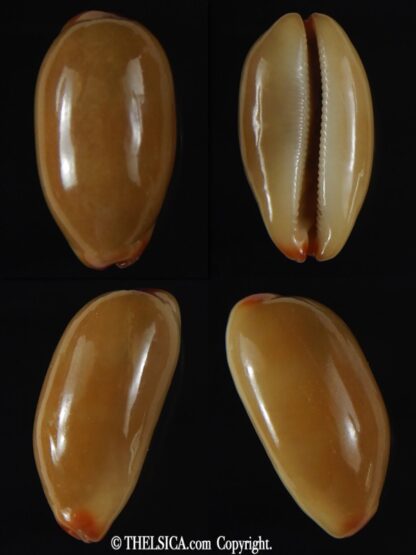 Luria isabella isabella ... Rusty ... 27.25 mm Gem -0