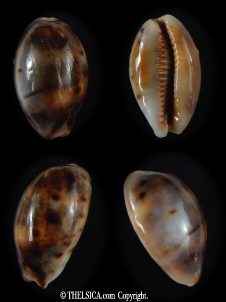 Lyncina lynx ..SP pattern ... 29,73 mm Gem (-)-0