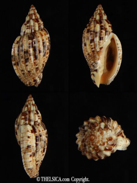 Lyria mitraeformis 44.47 mm Gem-0