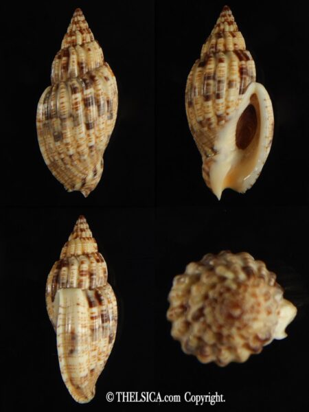 Lyria mitraeformis 44.94 mm Gem -0