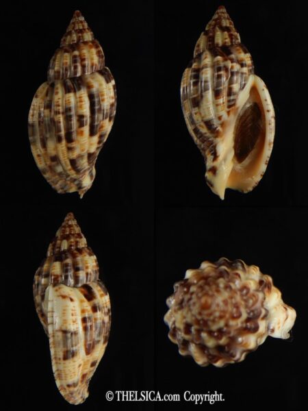 Lyria mitraeformis 49,30 mm F+++/Gem-0