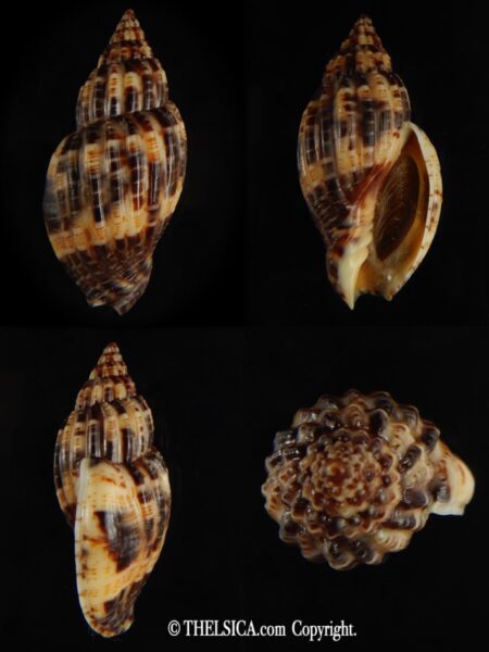 Lyria mitraeformis 50.00 mm Gem-0