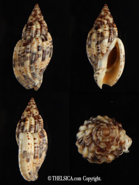 Lyria mitraeformis 50.18 mm Gem-0