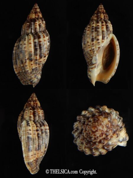 Lyria mitraeformis 52.21 mm Gem-0