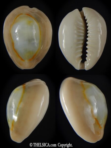 Monetaria annulus circumpicta ...... 25.12 mm Gem-0