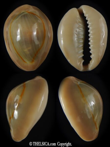 Monetaria annulus circumpicta ... VERY BIG SIZE... 31.38 mm Gem-0