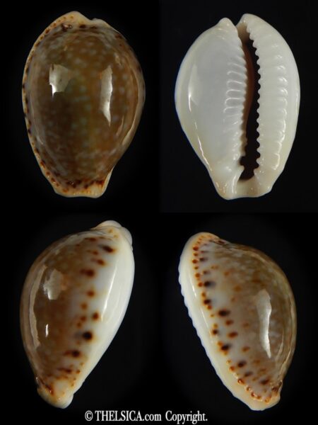 Naria cernica viridicolor 21.40 mm Gem-0