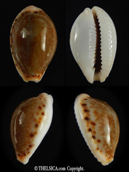 Naria cernica viridicolor 23.33 mm Gem-0