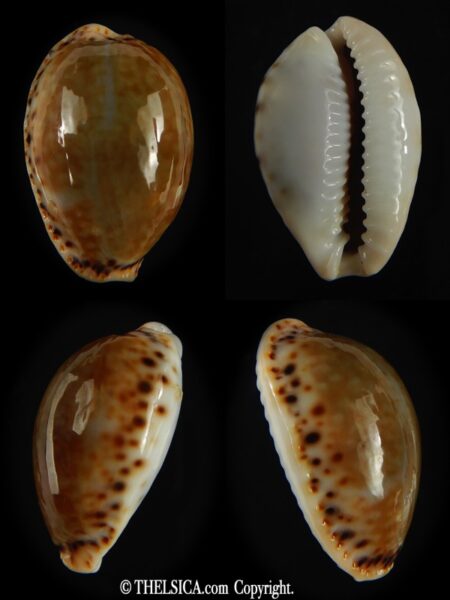 Naria cernica viridicolor 24.61 mm Gem-0