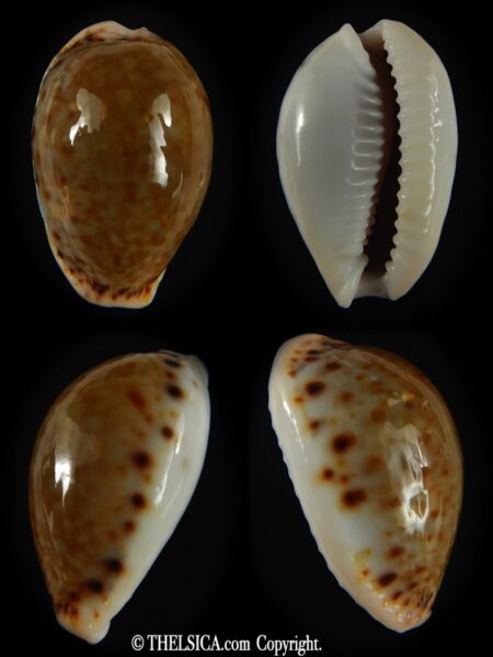 Naria cernica viridicolor 25.13 mm Gem-0
