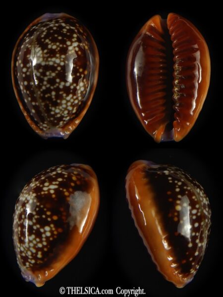 Naria helvola citrinicolor .. 21.58 mm Gem-0
