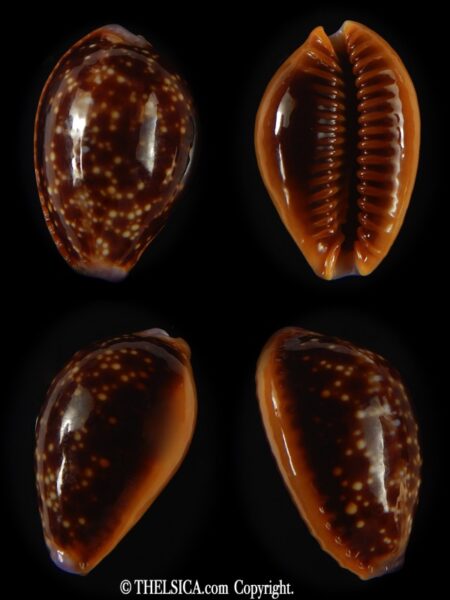 Naria helvola citrinicolor .. 23.16 mm Gem-0