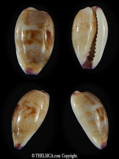 Purpuradusta fimbriata unifasciata 11.18 mm Gem-0