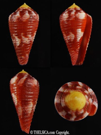Rhizoconus pertusus amabilis 34.74 mm Gem -0