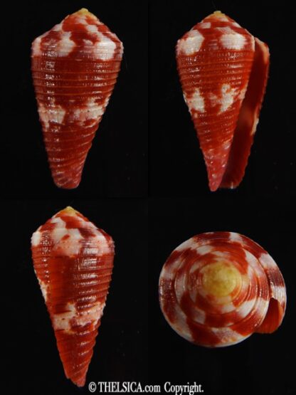 Rhizoconus pertusus amabilis 34.78 mm Gem-0