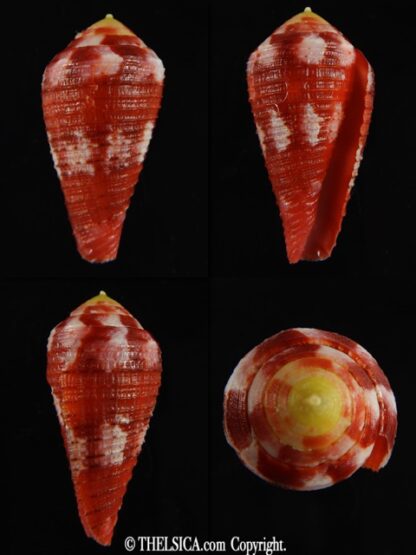 Rhizoconus pertusus amabilis 36.05 mm Gem-0