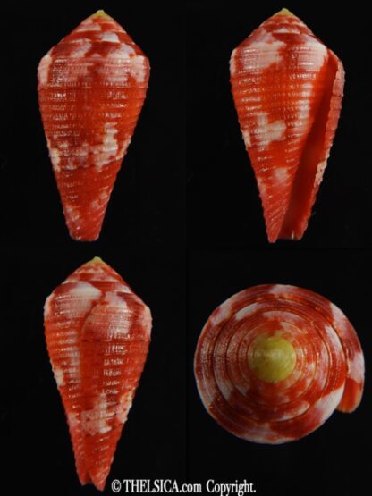Rhizoconus pertusus amabilis 39.16 mm Gem-0