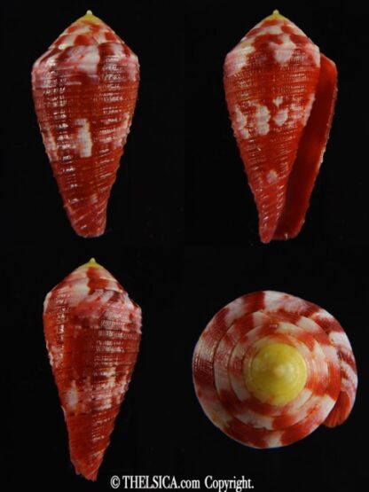 Rhizoconus pertusus amabilis 39.26 mm Gem-0