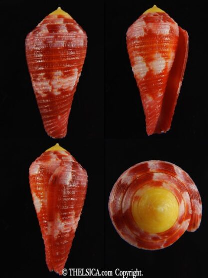 Rhizoconus pertusus amabilis 39.30 mm Gem-0