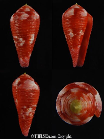 Rhizoconus pertusus amabilis 39.40 mm Gem -0