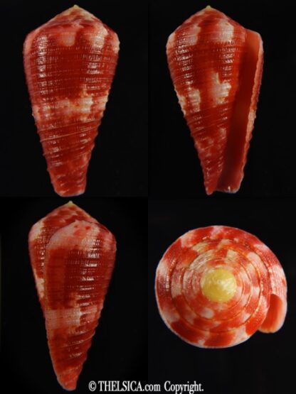 Rhizoconus pertusus amabilis 41.18 mm Gem-0