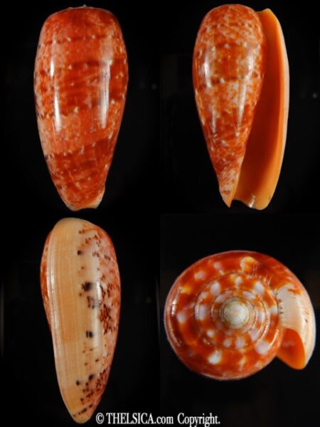 Textilia bullatus bullatus.... GIANT >>> 78,12 mm Gem-0